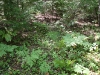 IMG_5015.jpg