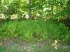 DSC01492.jpg