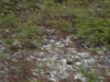 DSC01263.jpg