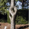 HNFT-03-CrazyTree.jpg