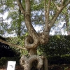 HNFT-05-CrazyTree.jpg