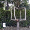 HNFT-06-CrazyTree.jpg