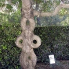 HNFT-07-CrazyTree.jpg
