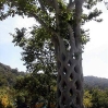 HNFT-08-CrazyTree.jpg
